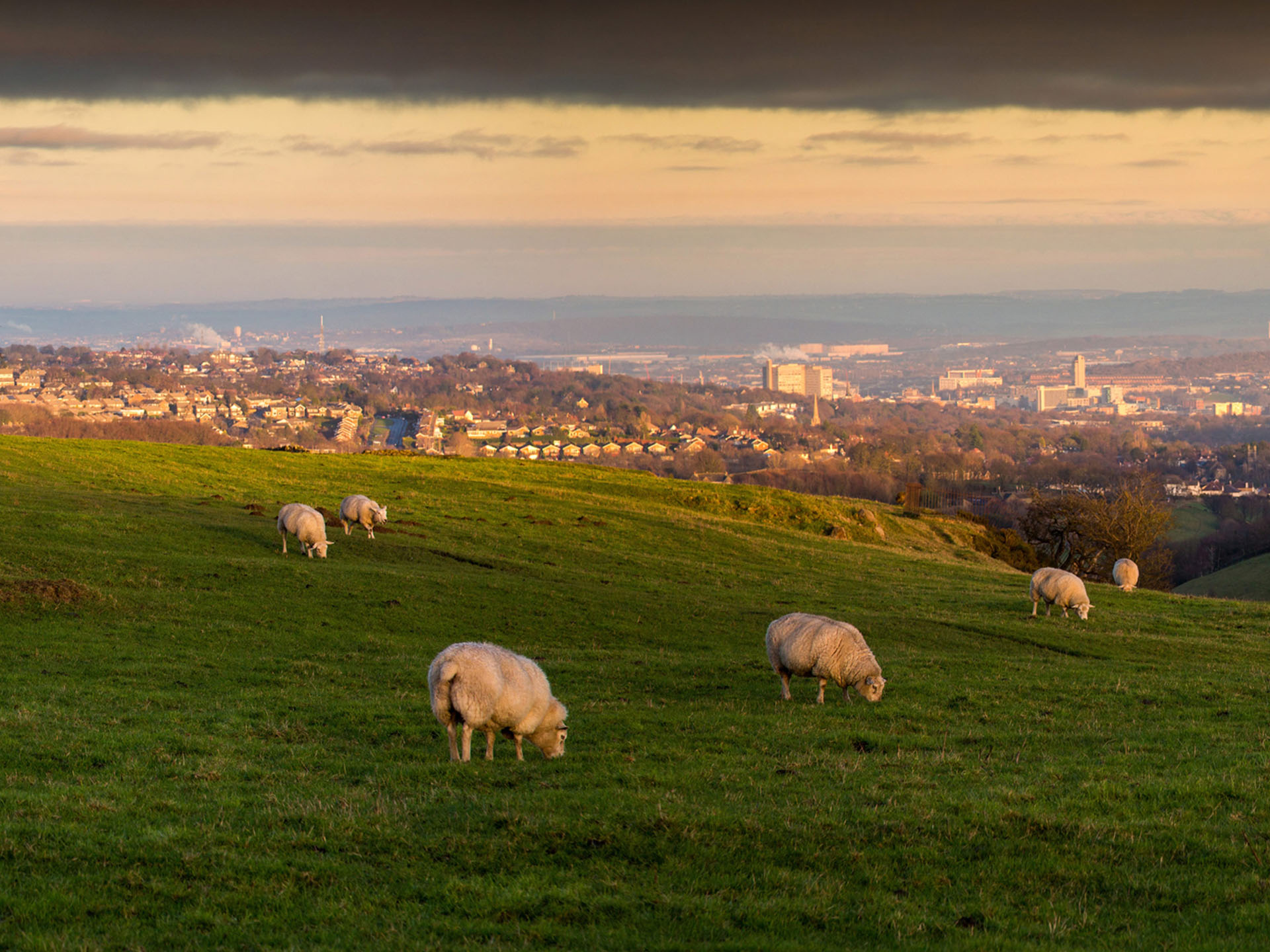 Sheep grazing in fields with Sheffield city in the backdrop